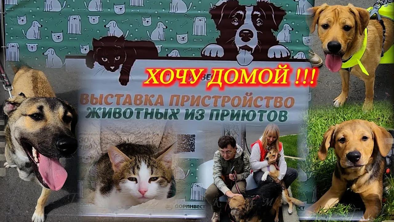 Благотворительная выставка "Хочу домой"